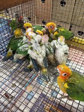Wet Pets