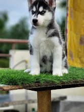 Mr. Pawfect