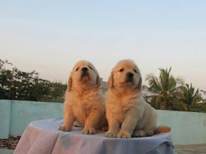 Jsss Farms & Kennels