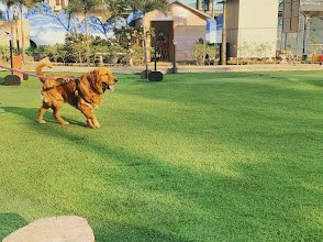Tms Pets Care