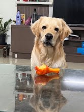 Yes Paws Pet Spa