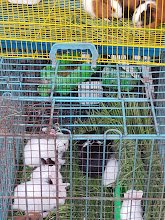 Pets Market