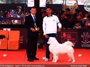 Pet Lovers A Pet Shop. (Pet groomers)
