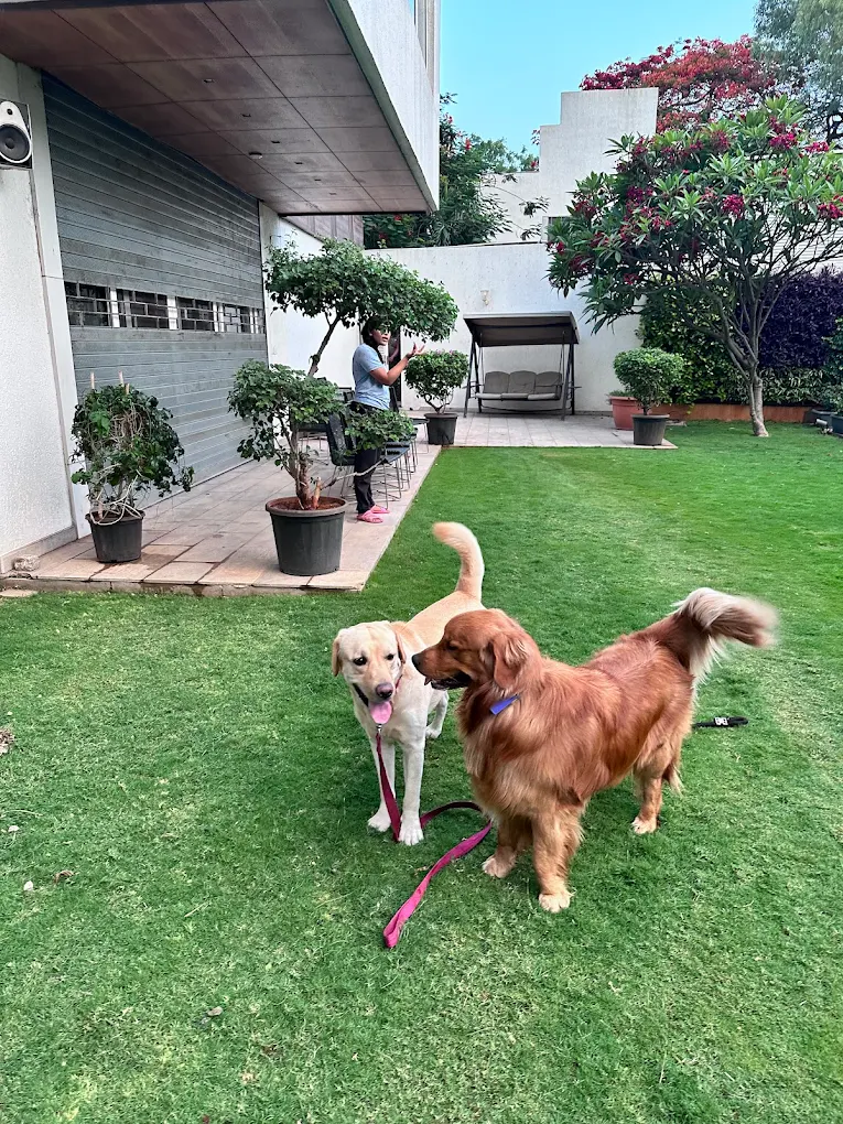Pampered pets
