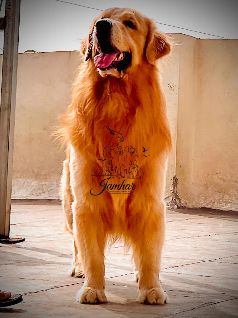 Harish pathak pet shop