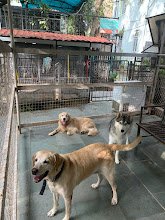 Pets Hangover Daycare And Resort