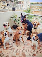 The Furry Town, Pet Home Stay