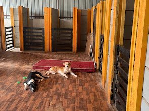 Cozzy Tails , Dog & Cat Daycare, Dog & Cat Boarding, Home Boarding, Pet Boarding