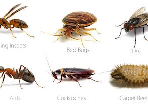 First Choice Pest Control
