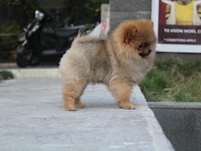 Pawsitive Pets
