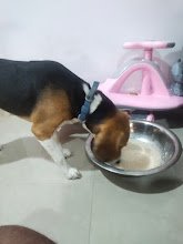 Vamshi Pet Boarding