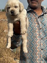 Soulmate Pet Services